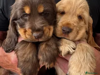 Cocker Spaniel dogs Quality Simbawood Lines TRUE Show Type Cockers - Advert 6
