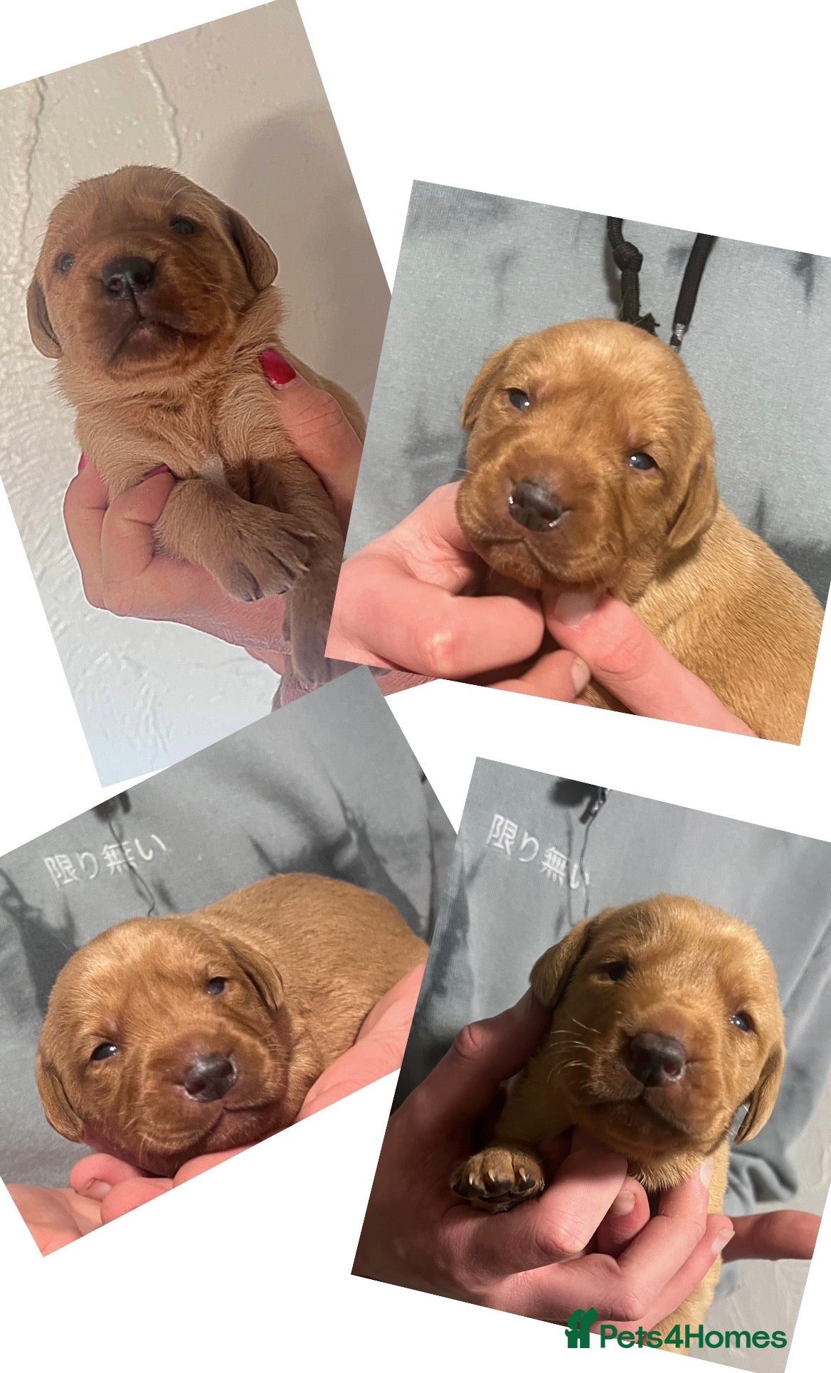 Labrador Retriever dogs SUPER DARK FOX RED LAB PUPS HEALTH TESTED PARENTS - Advert 1