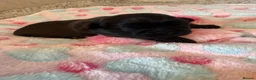 Shih Tzu dogs for sale: Shih Tzu Puppies  - Advert 3