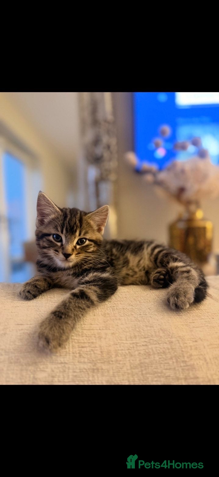 Mixed Breed cats Tabby kittens - Advert 5