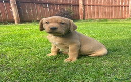 Labrador Retriever dogs for sale: Beautiful litter of KC labrador puppies  - Image 12