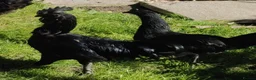 Chickens poultry for sale: Roosters and cockerels for Sale in Northolt - Advert 5
