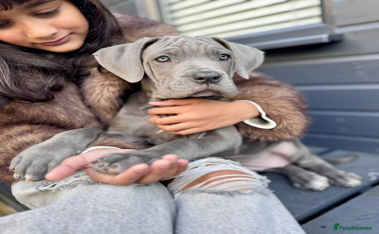 Mixed Breed dogs Last two mastiff pups available  - Advert 1