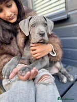 Mixed Breed dogs Last mastiff pups available - Advert 10