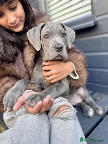 Mixed Breed dogs Last two mastiff pups available - Advert 1