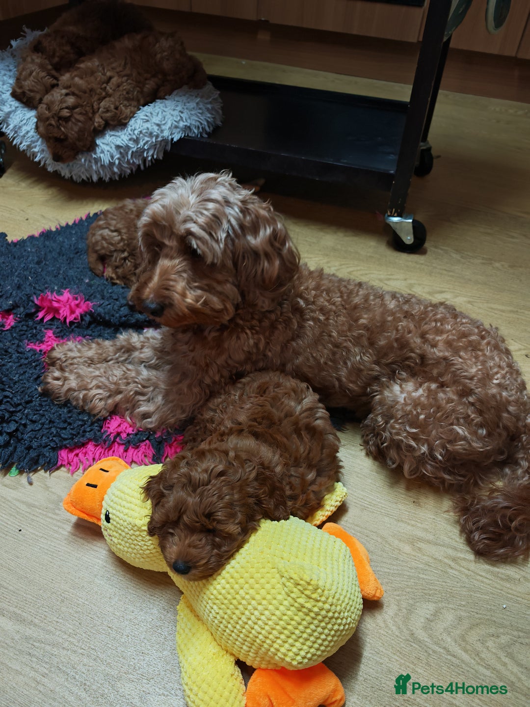 Cockapoo dogs for sale: Cockerpoo puppies  - Advert 1