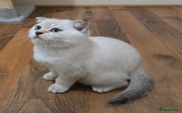 Scottish Fold cats for sale: Adorable playful loving folds in Romford - Image 1