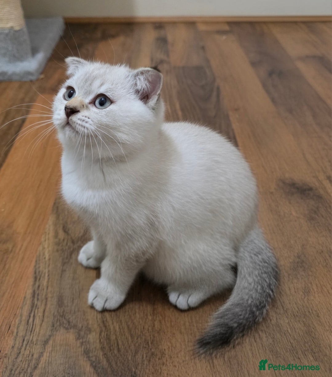 Scottish Fold cats for sale: Adorable playful loving folds in Romford - Image 1