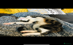 British Shorthair cats for sale: Male cat for rehoming - Image 1