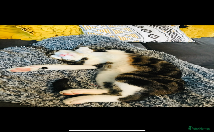 British Shorthair cats - Advert 16