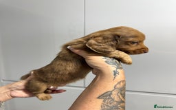 Miniature Dachshund dogs for sale: Beautiful Longhair miniature Dachshund - Image 8