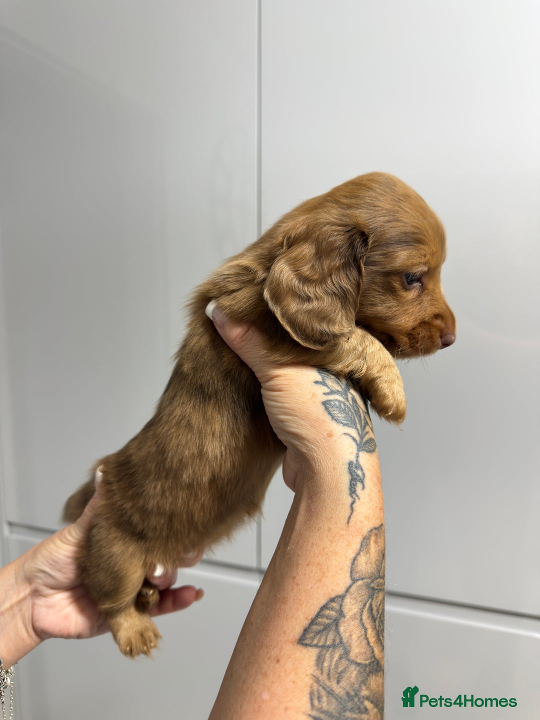Miniature Dachshund dogs for sale: Beautiful Longhair miniature Dachshund - Image 8