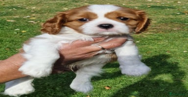 Cavalier King Charles Spaniel dogs - Advert 3