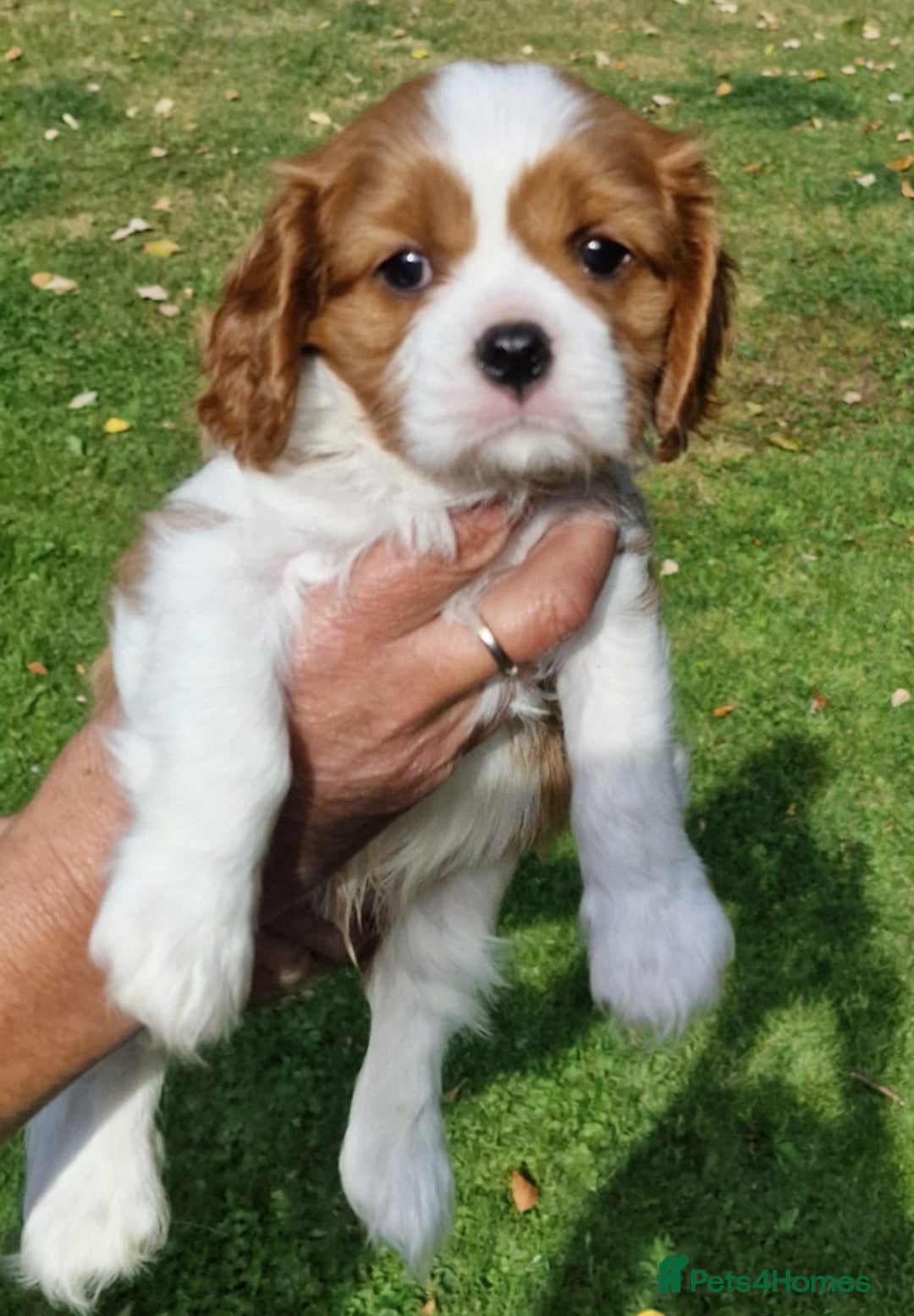 Cavalier King Charles Spaniel dogs for sale: Gorgeous KC Reg Cavalier king Charles puppies - Image 3