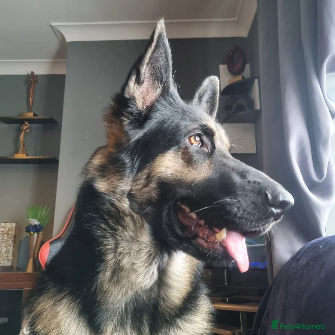 German Shepherd dogs for stud: KC German shepherd STUD in Telford - Advert 1