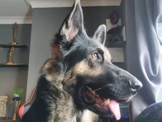 German Shepherd dogs KC German shepherd STUD - Advert 3