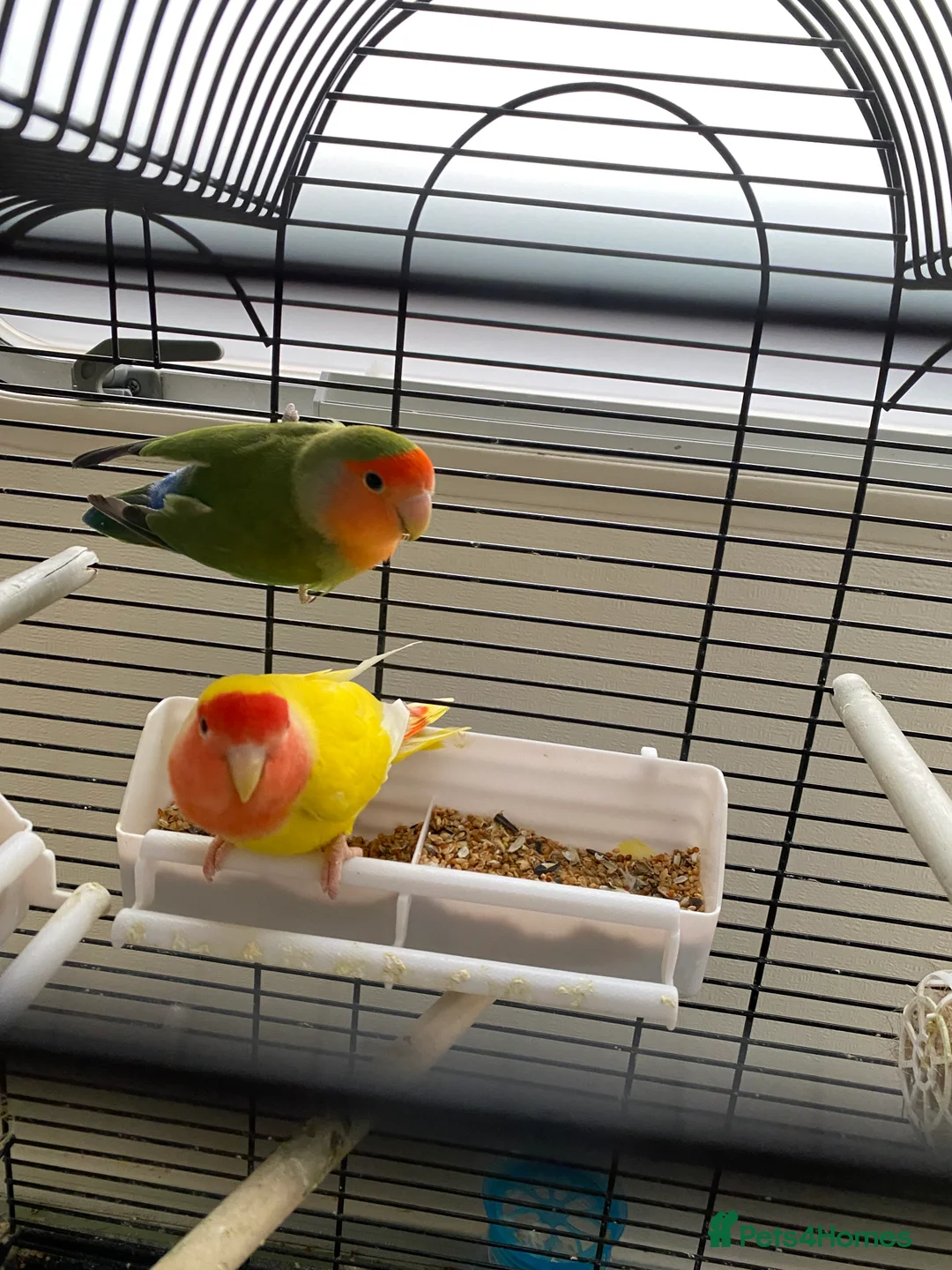 Mixed Breed birds for sale: Love Birds & ring neck parrot - Advert 2