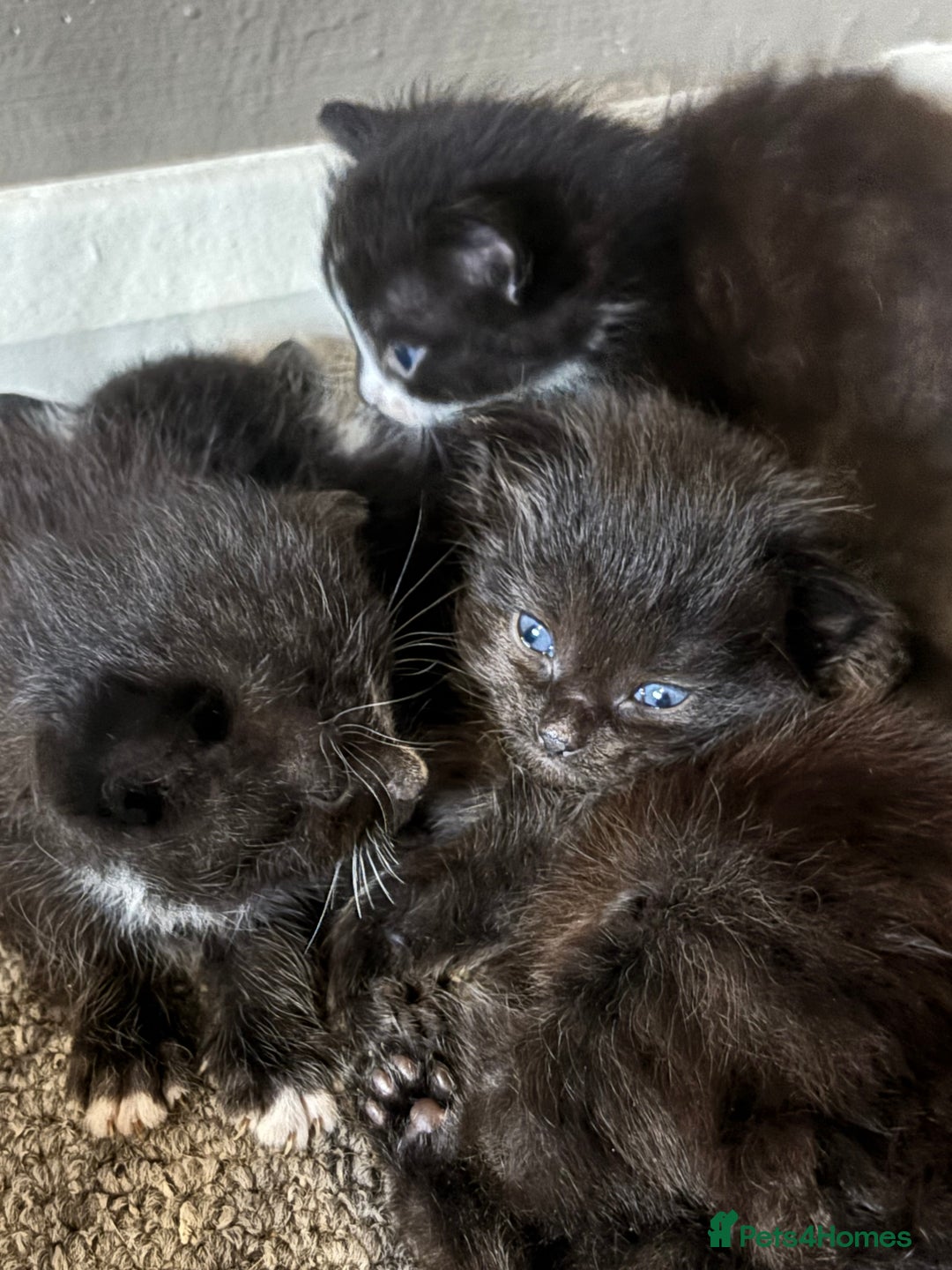 British Longhair cats for sale: Kittens For Sale  - Image 1