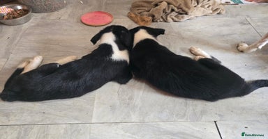 Border Collie dogs - Advert 5