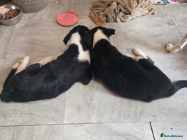 Border Collie dogs - Advert 5