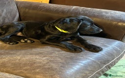 Labradoodle dogs for sale: Ready to go - Fantastic F1 Labradoodles (black) - Image 39