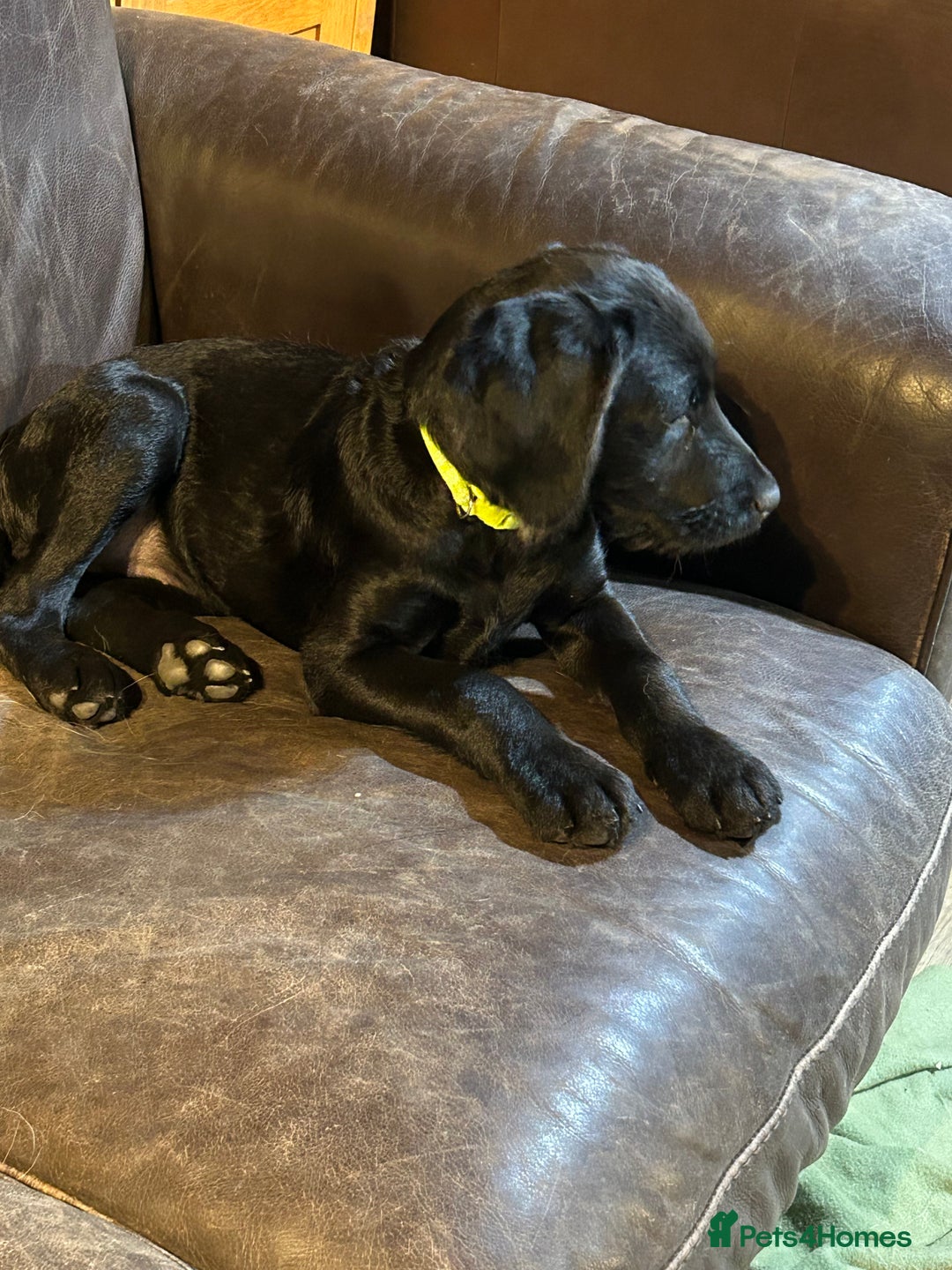 Labradoodle dogs for sale: Ready to go - Fantastic F1 Labradoodles (black) - Image 39