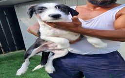 Mixed Breed dogs for adoption: 🐾 Panda – a tender boy with a gentle soul 🐾 - Image 3