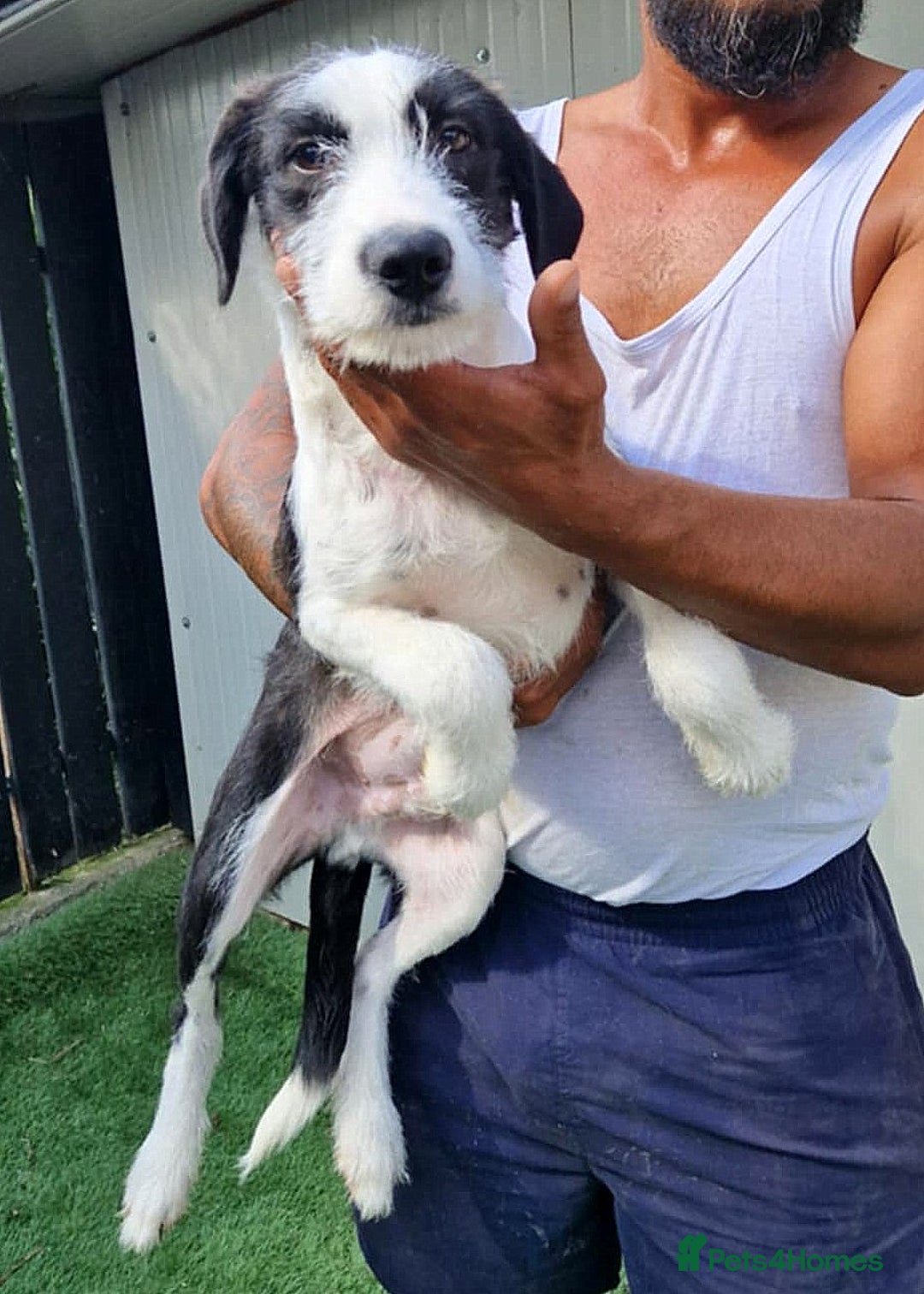Mixed Breed dogs for adoption: 🐾 Panda – a tender boy with a gentle soul 🐾 - Image 3