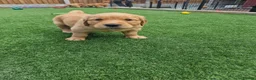 Golden Retriever dogs for sale: Stunning dark golden retriever puppies for sale - Advert 32