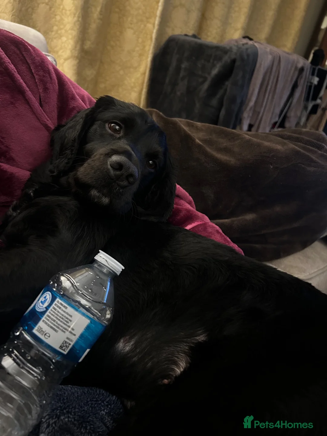 Cockerdor dogs for sale: Bentley Brown  - Advert 2