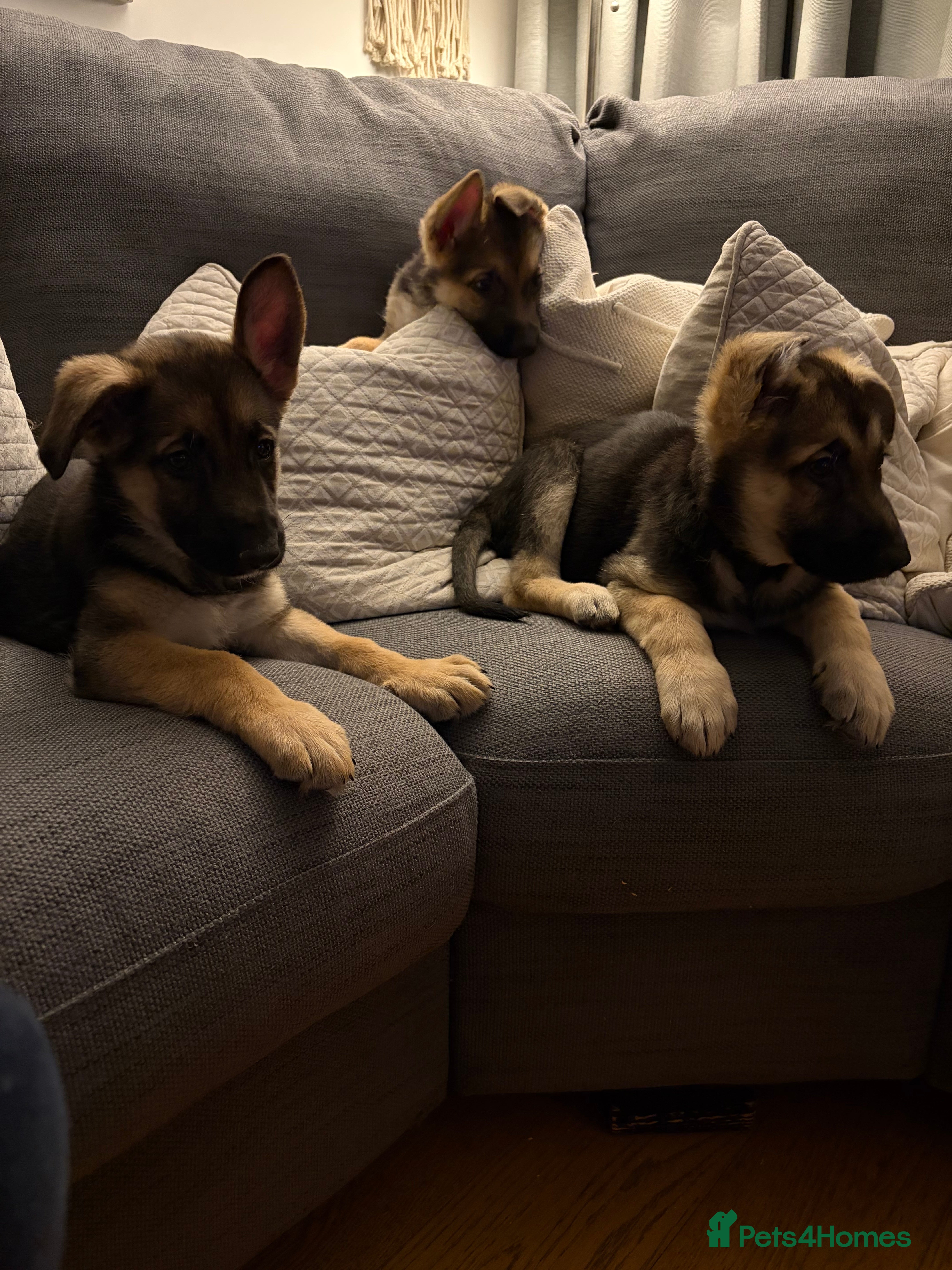 German Shepherd dogs Stunning German Shepherd Puppies - Advert 1