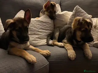 German Shepherd dogs Stunning German Shepherd Puppies - Advert 1