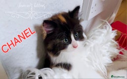 Ragdoll cats for sale: BEAUTIFUL CROSS RAGDOLL/PERSIAN 😻😻😻😻 - Image 11