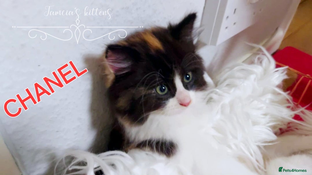 Ragdoll cats for sale: BEAUTIFUL CROSS RAGDOLL/PERSIAN 😻😻😻😻 - Image 11