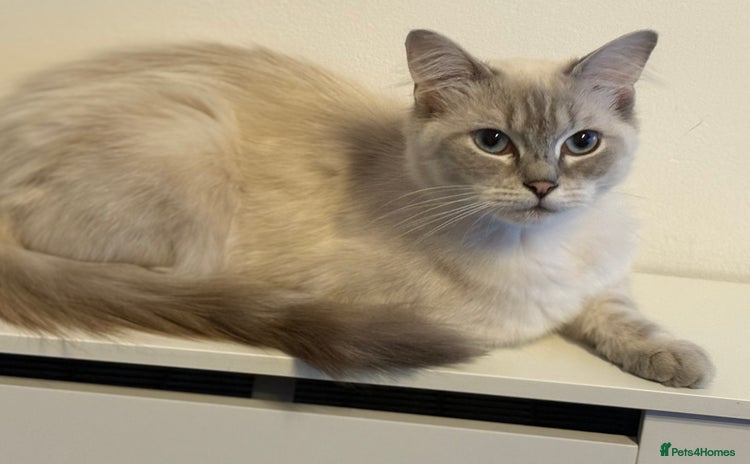 Ragdoll cats - Advert 4