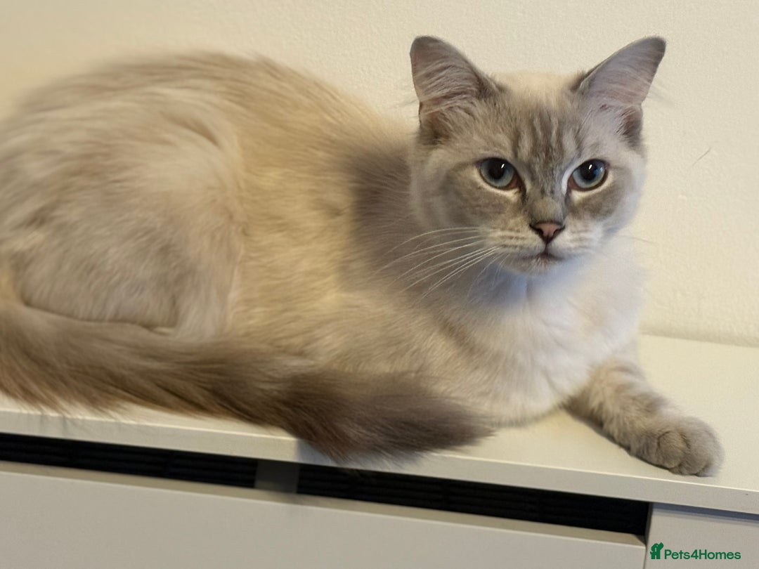 Ragdoll cats for sale: Stunning Seal Point Lynx Ragdoll For Sale. - Image 1