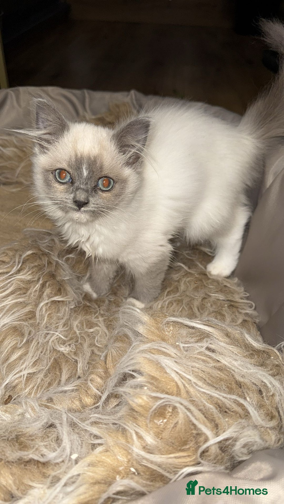 Ragdoll cats for sale: 4 month Ragdoll Female Kitten - Advert 4