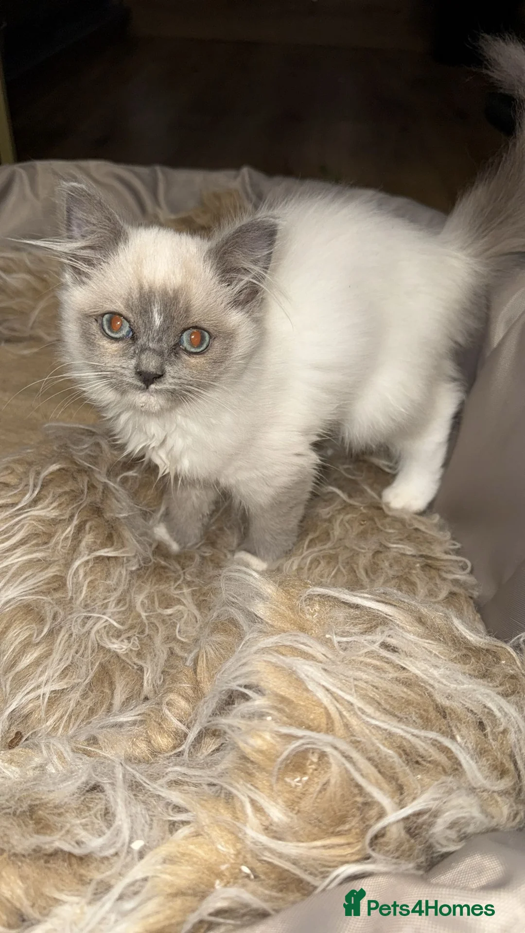 Ragdoll cats for sale: 4 month Ragdoll Female Kitten - Advert 4