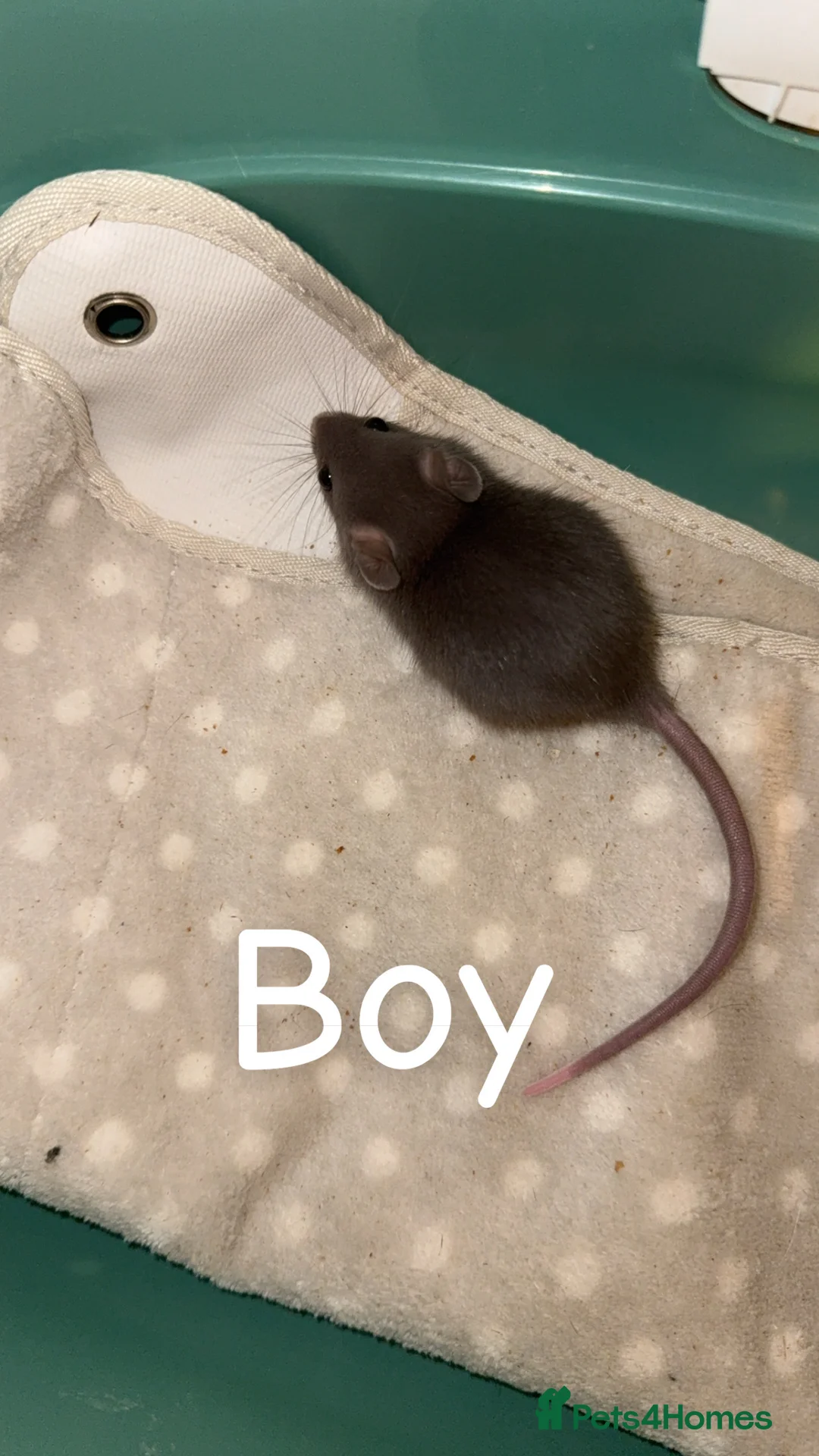 Rat rodents for sale: Baby rats mixed  - Advert 5