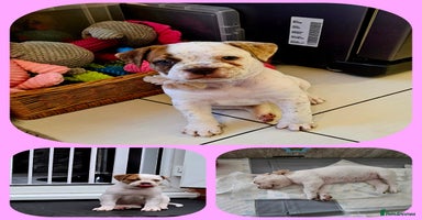 Mixed Breed dogs - Advert 13
