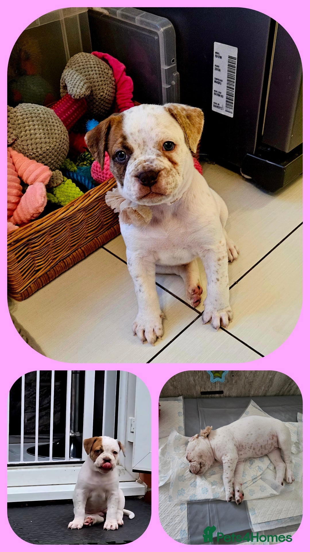 Mixed Breed dogs for sale: ADORABLE CHUNKY PUPPIES - Image 2