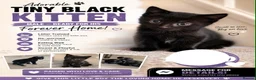 Bombay cats for sale: 3 tabby black male kittens  in Slough - Advert 6