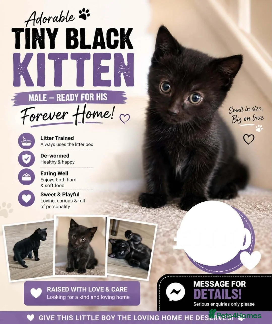 Bombay cats for sale: 3 tabby black male kittens  in Slough - Advert 6