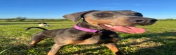 Dobermann dogs for sale: Female blue Doberman  - Advert 6