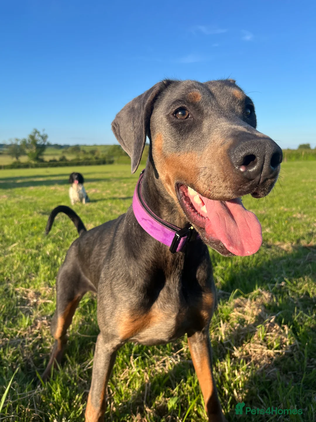 Dobermann dogs for sale: Female blue Doberman  - Advert 6