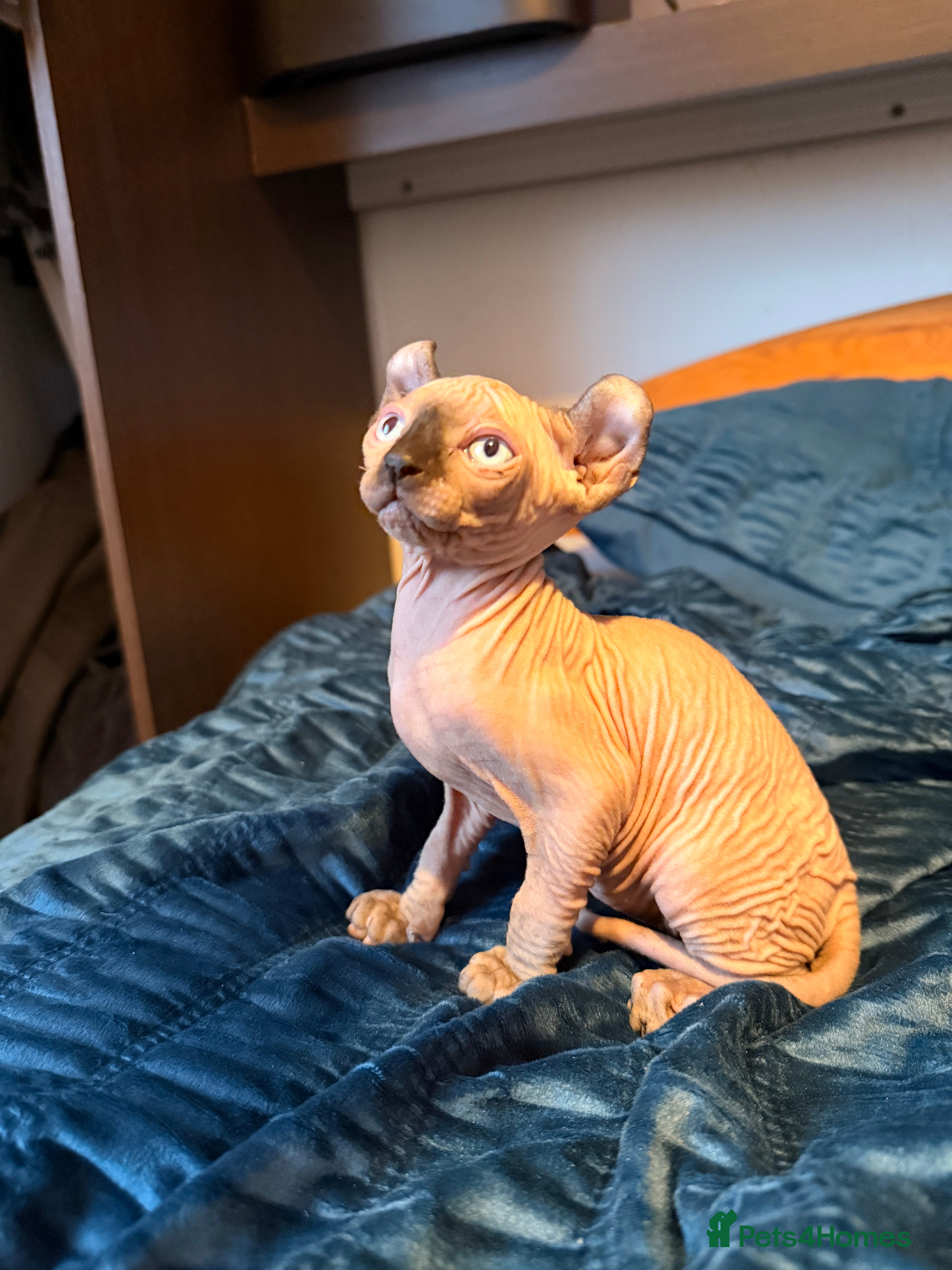 Sphynx cats Beautiful Sphinx kittens for sale - Advert 5