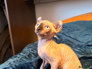 Sphynx cats Beautiful Sphinx kittens for sale - Advert 5