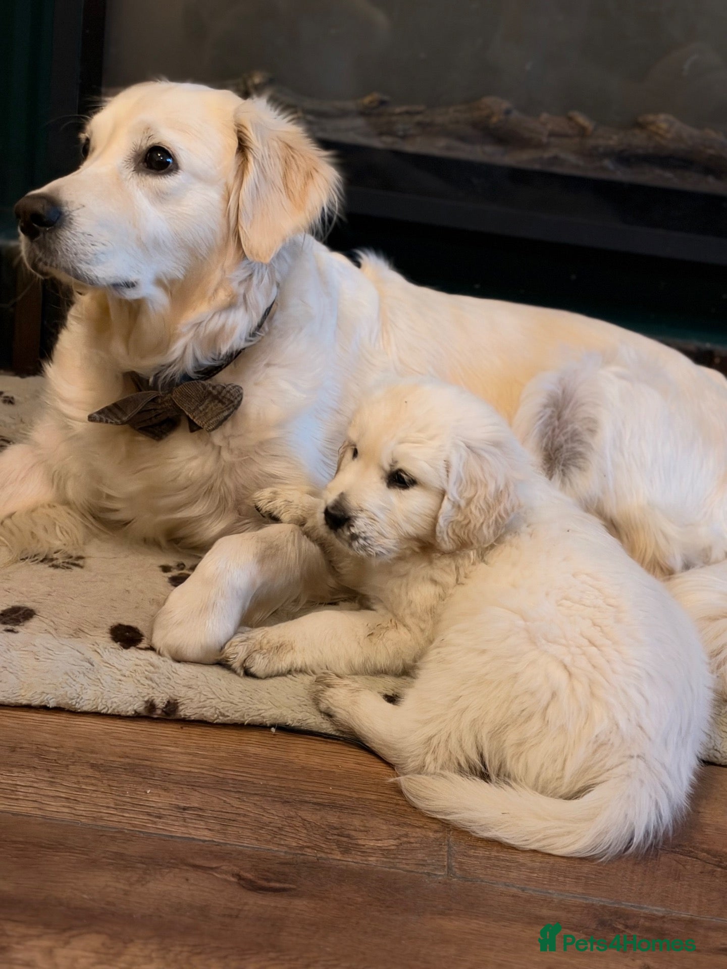 Golden Retriever dogs Stunning golden retrievers - Advert 1