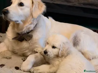 Golden Retriever dogs Stunning golden retrievers - Advert 1