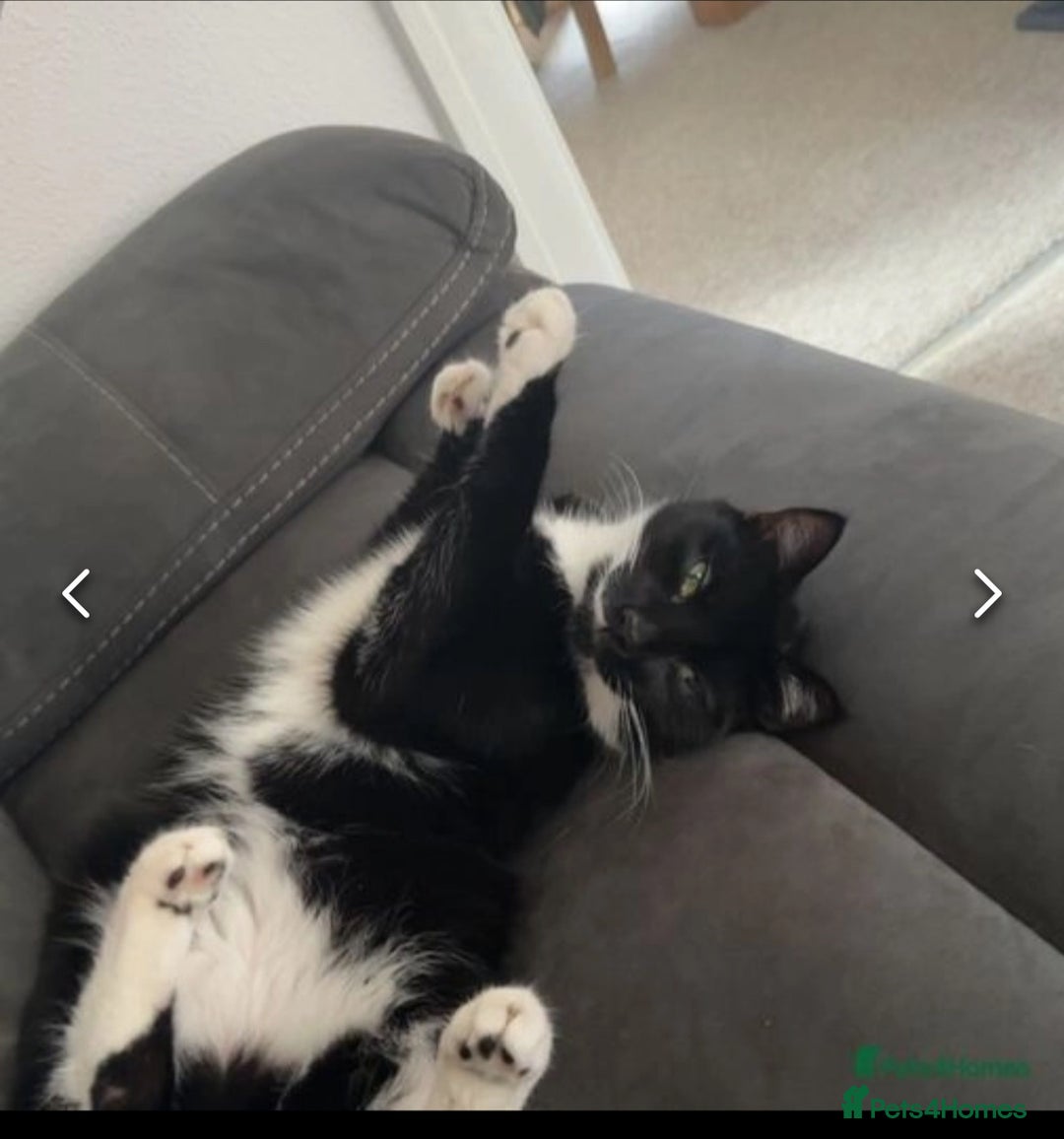 Mixed Breed cats for sale: 2 male cats for sale  - Advert 5